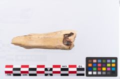 Foto von Tierzahn (NHMW-PRAE-002291)